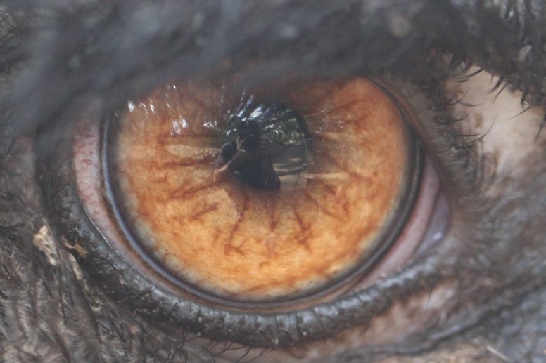 emu eye